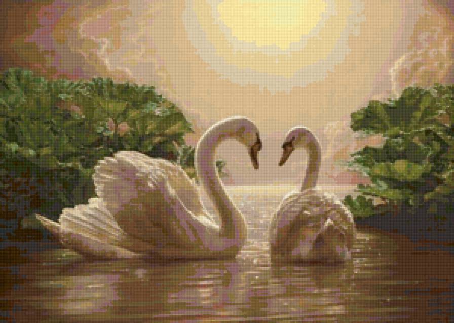 Лебеди - птицы, любовь, закат, нежность, вода - предпросмотр