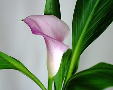 Калла - цветы - оригинал