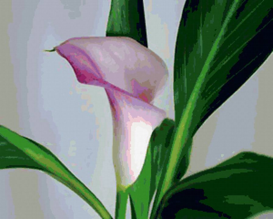 Калла - цветы - предпросмотр