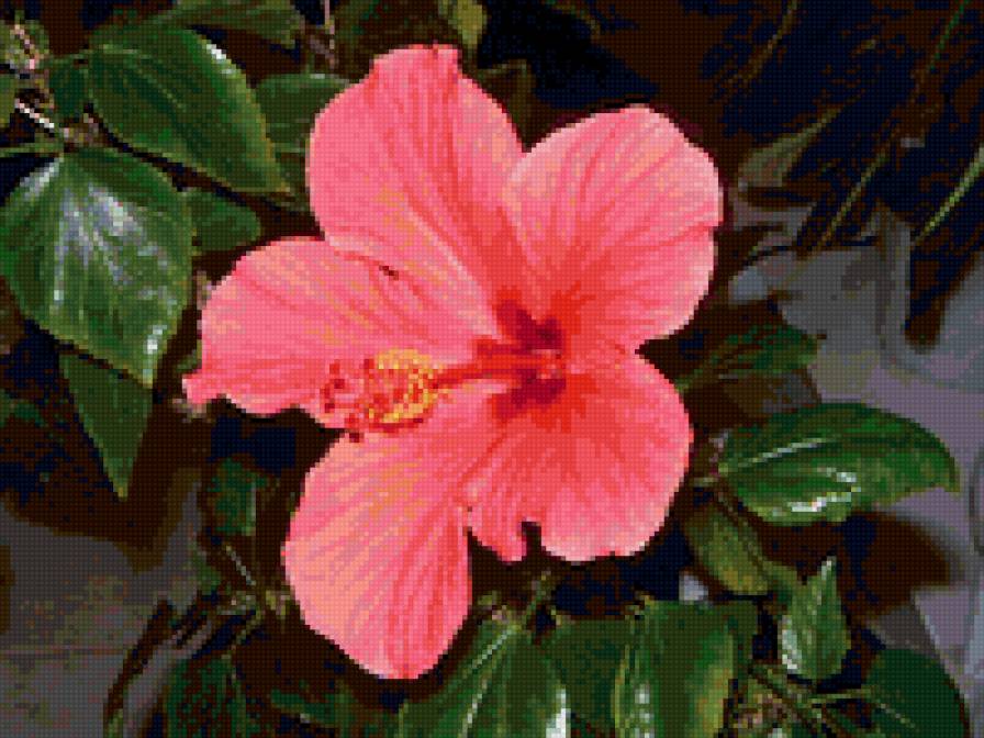 Гибискус розовый - экзотические, цветы, тропические - предпросмотр