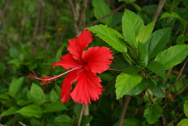 Гибискус красный - листва, тропики, экзотические, цветы - оригинал