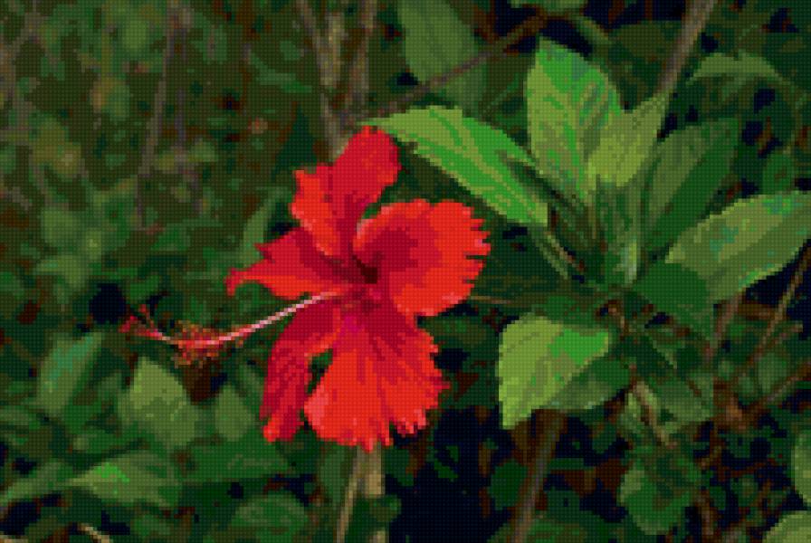Гибискус красный - цветы, листва, экзотические, тропики - предпросмотр