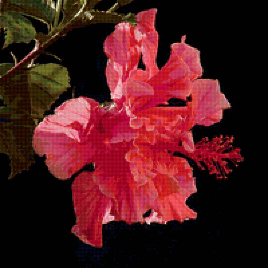 Гибискус розовый - экзотические, тропические, цветы - предпросмотр
