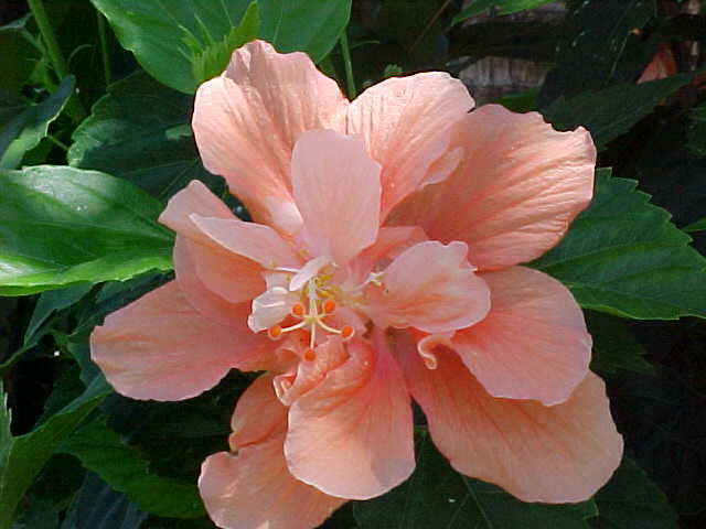 Гибискус бледно розовый - тропические, цветы, экзотические - оригинал
