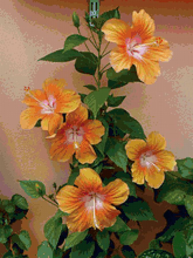 Гибискус - цветы, тропические, экзотические - предпросмотр