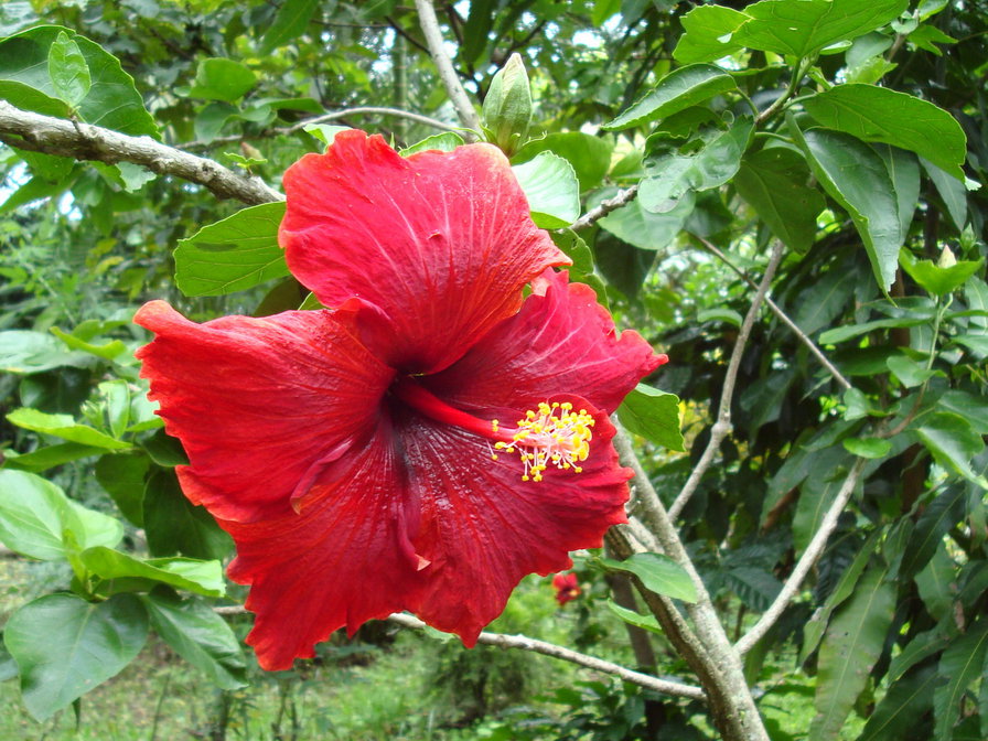 Гибискус красный - экзотические, тропические, цветы - оригинал