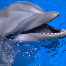 дельфин