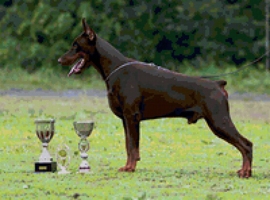 Гранд Моллис Армани - доберман - предпросмотр