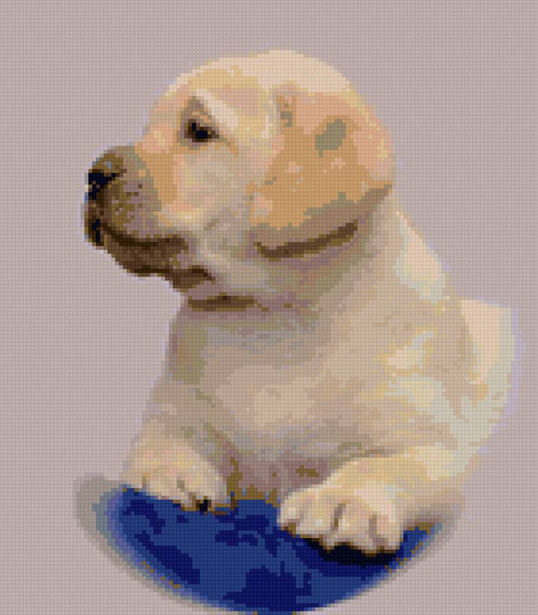 мой лабрадорчик - шенок, лабрадор, палевый - предпросмотр