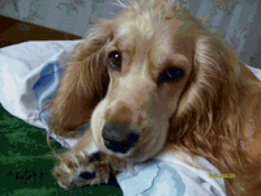 Гретта - собачка, спаниель - предпросмотр