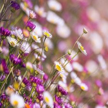 Схема вышивки «flowers»