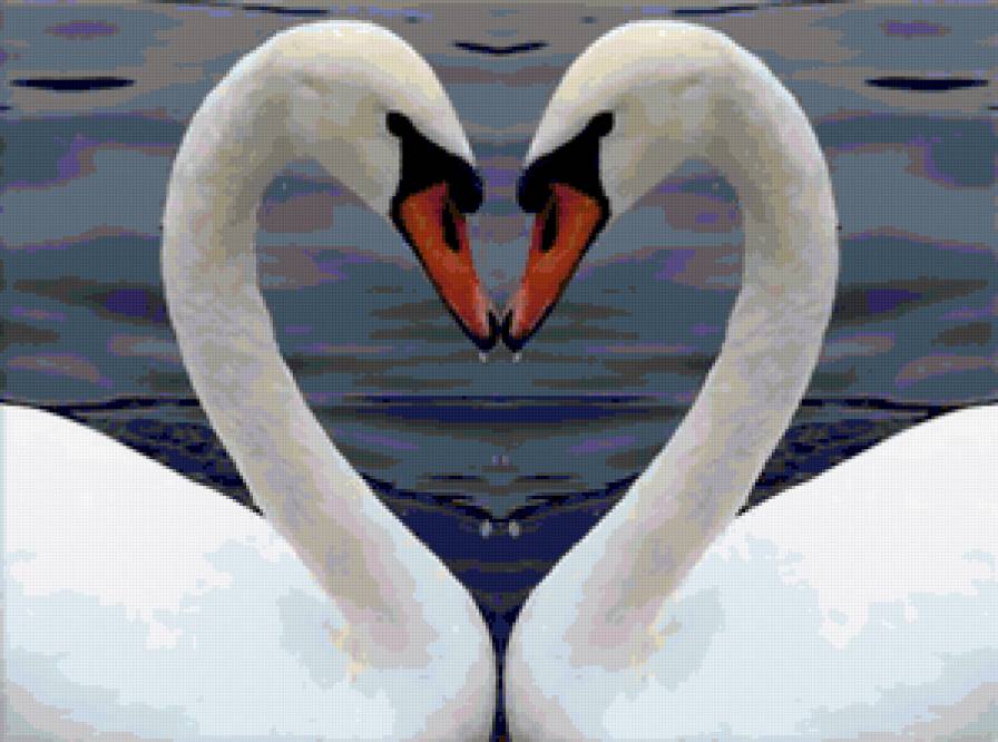 Лебеди - птица, птицы, любовь, сердце, грация, лебеди, верность - предпросмотр