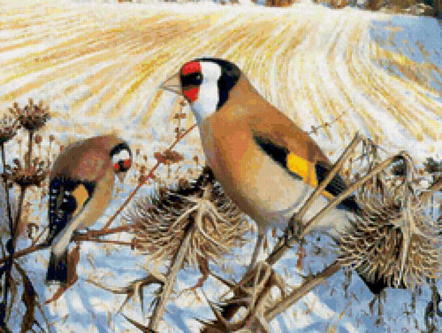 Описание картины птицы. Раймонд бут художник. Raymond Booth. Птицы. Птицы картины художников. Красивые Северные птицы живопись.