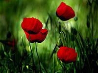 №145444 - оригинал