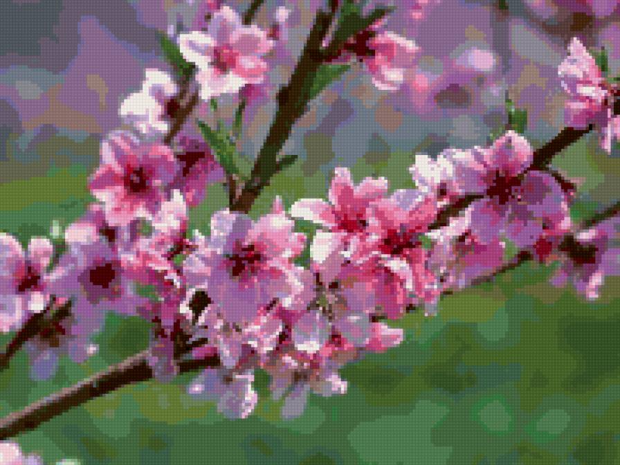 веточка сакуры - предпросмотр