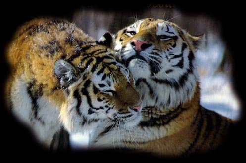 Бенгальские тигры - тигр, пара, двое, животные, кошки - оригинал