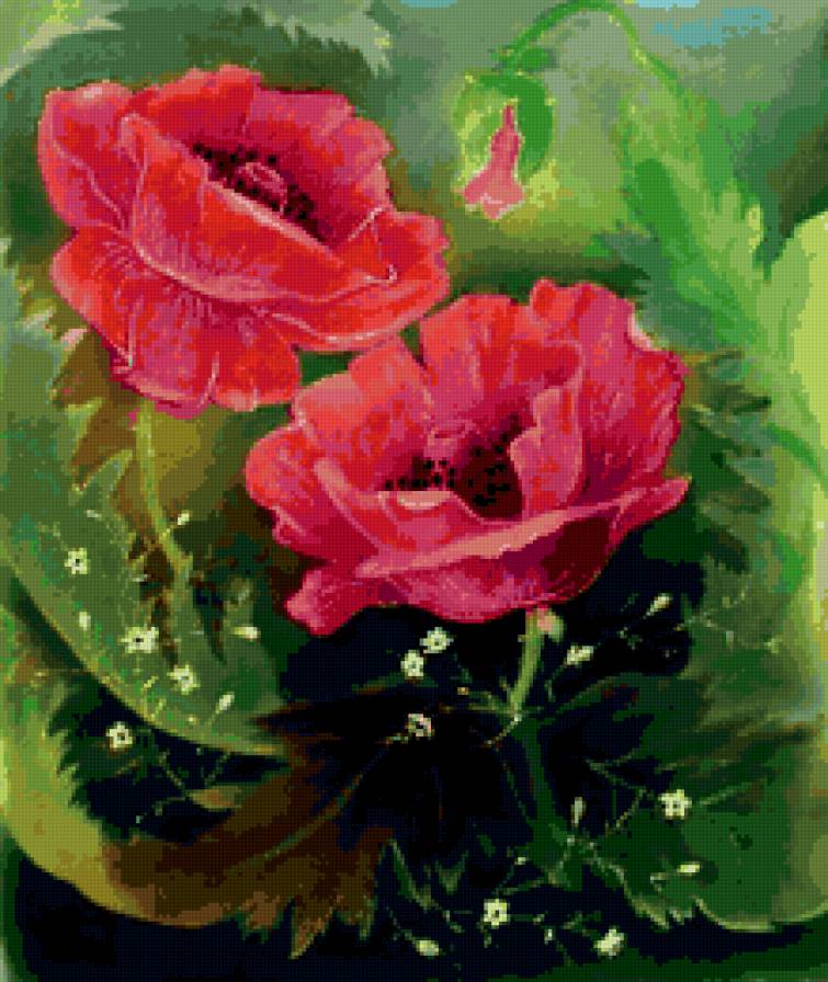 маки - предпросмотр