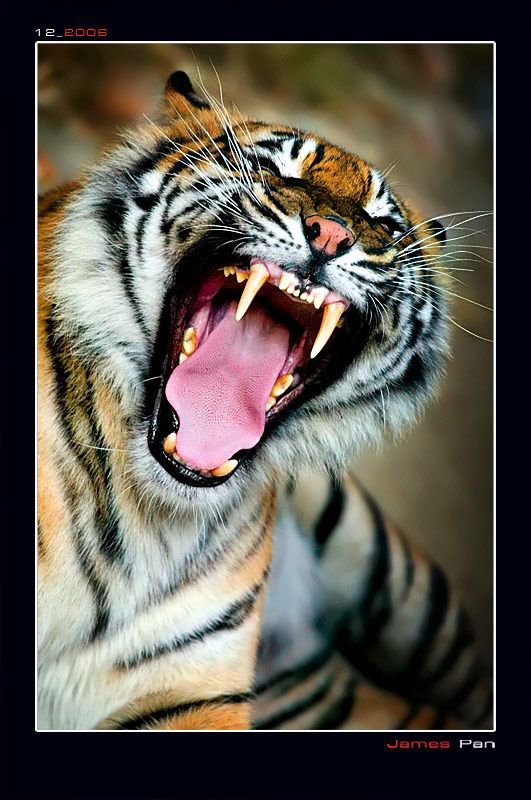 Бенгальский тигр - оскал, кошки, животные, тигр - оригинал