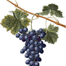 Схема вышивки «№145777»