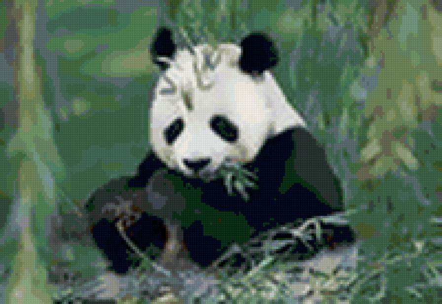 панда и бамбук - предпросмотр