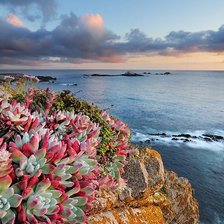 Цветы на скале