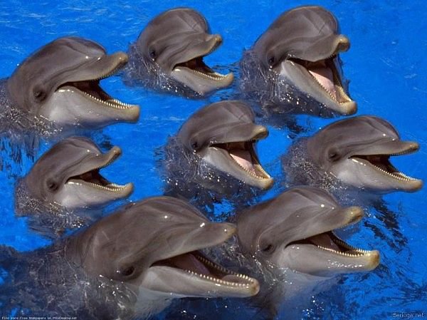 Дельфины - животные - оригинал