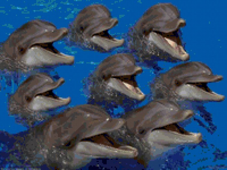 Дельфины - животные - предпросмотр