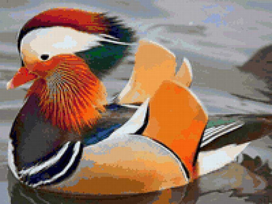 Мандаринка - птицы, животные - предпросмотр