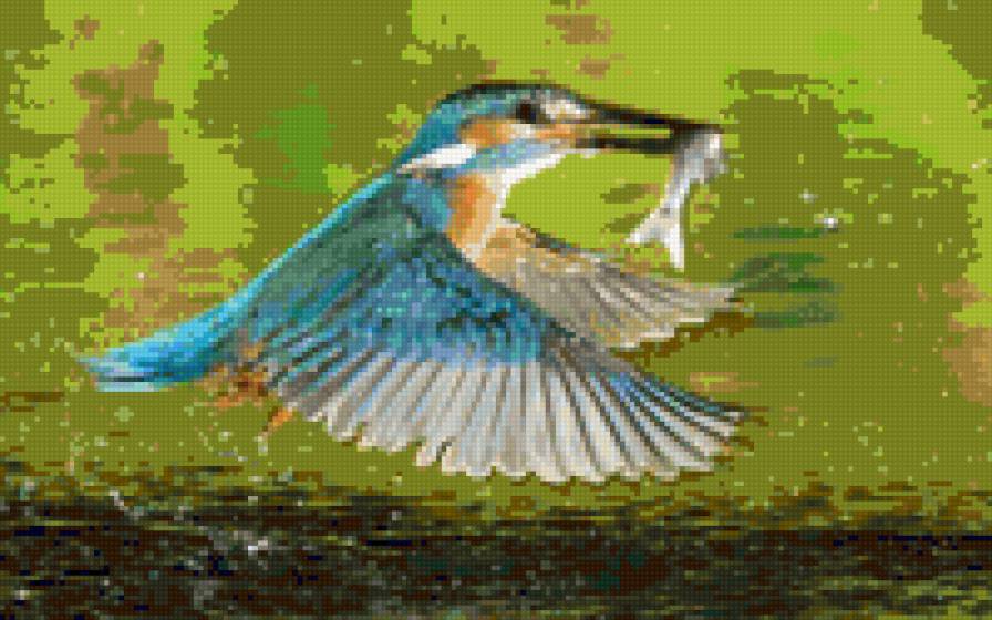 Зимородок - животные, птицы - предпросмотр