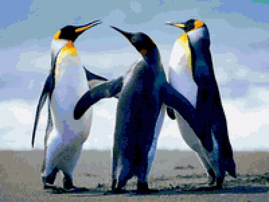 Пингвины - животные, птицы - предпросмотр