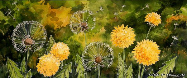 Одуванчики - оригинал