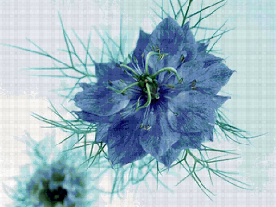 ЦВЕТОК - предпросмотр