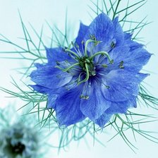 Схема вышивки «ЦВЕТОК»