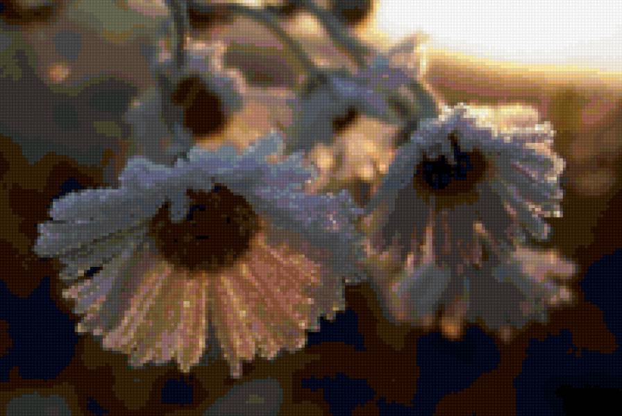 РОМАШКИ - предпросмотр