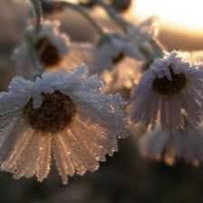 Схема вышивки «РОМАШКИ»