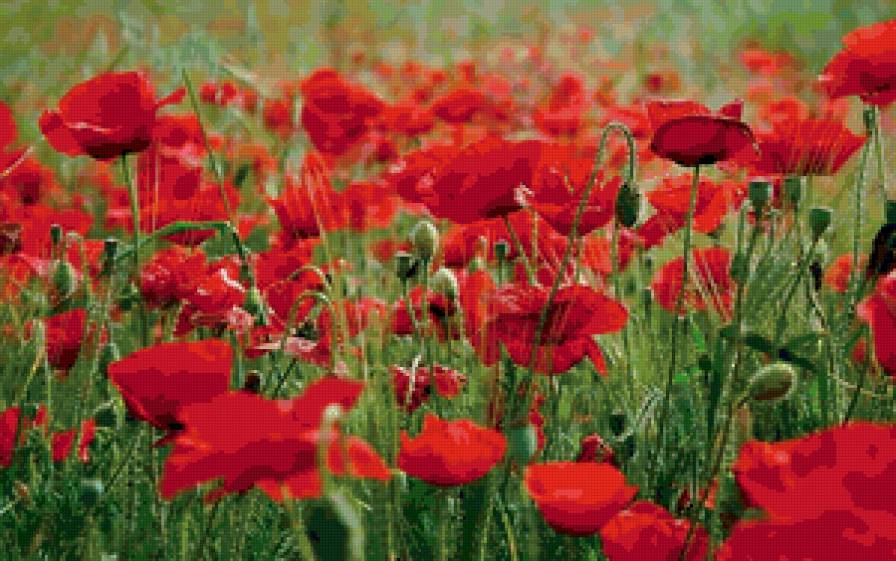 МАКИ - предпросмотр