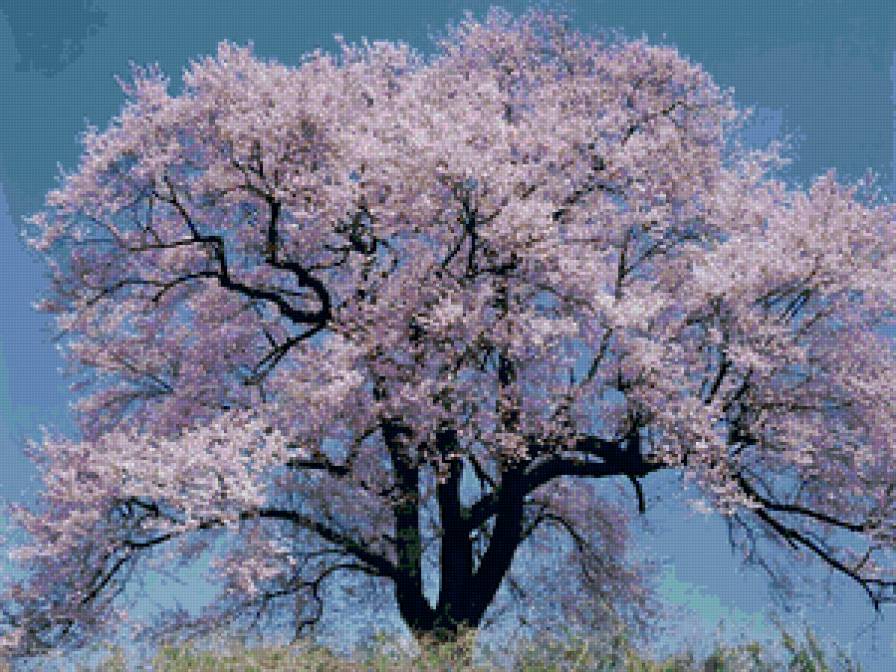 САКУРА - предпросмотр