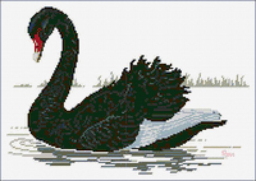 черный лебедь - черный лебедь - предпросмотр