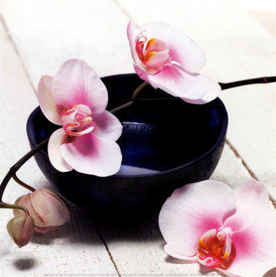 Орхидея - ветка, бутон, цветок - оригинал