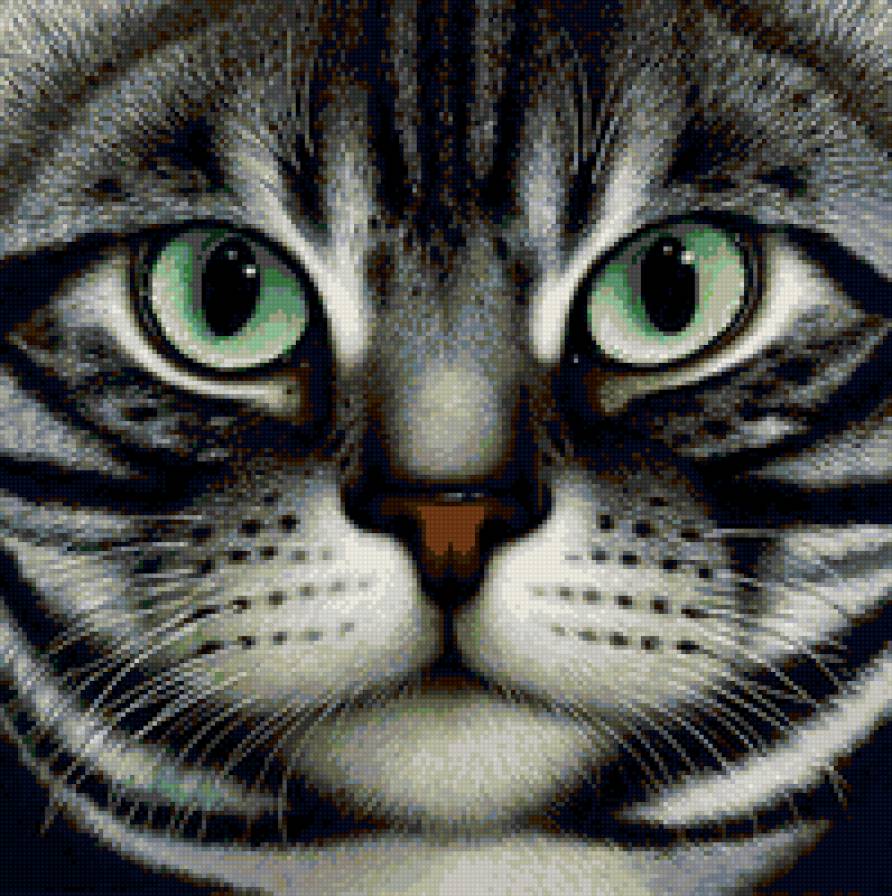 Серый кот - полосатый, кот, морда, серый - предпросмотр