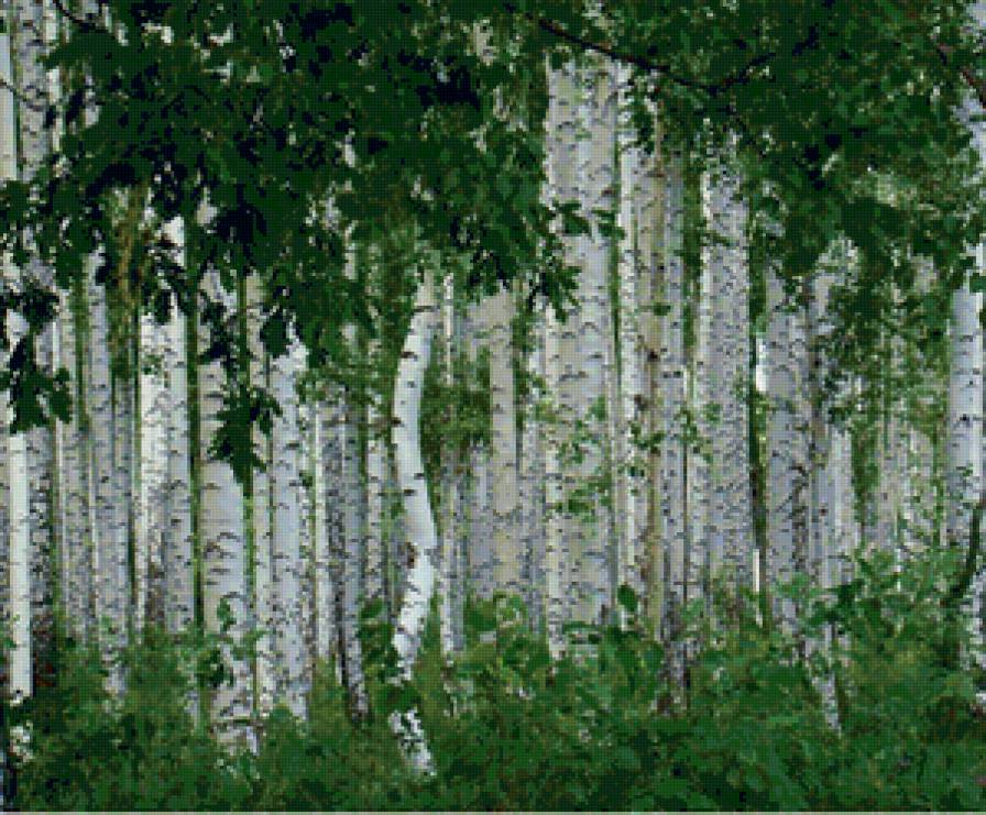 БЕРЕЗЫ - предпросмотр