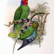 Схема вышивки «birds»