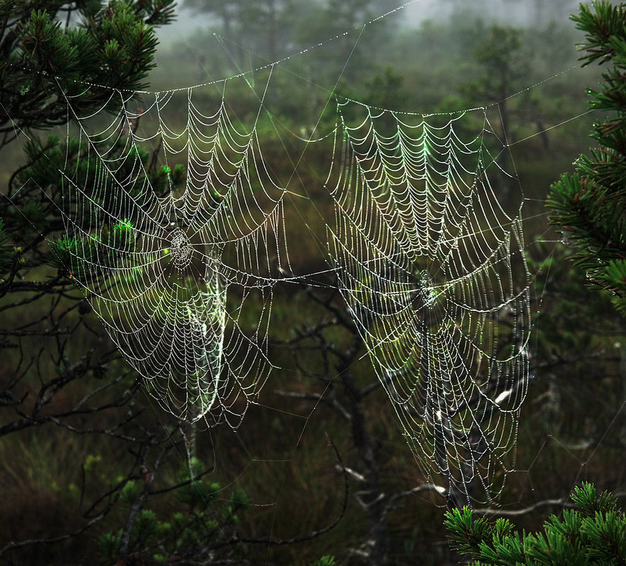 nature - оригинал