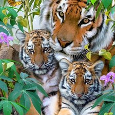 Схема вышивки «tigers»