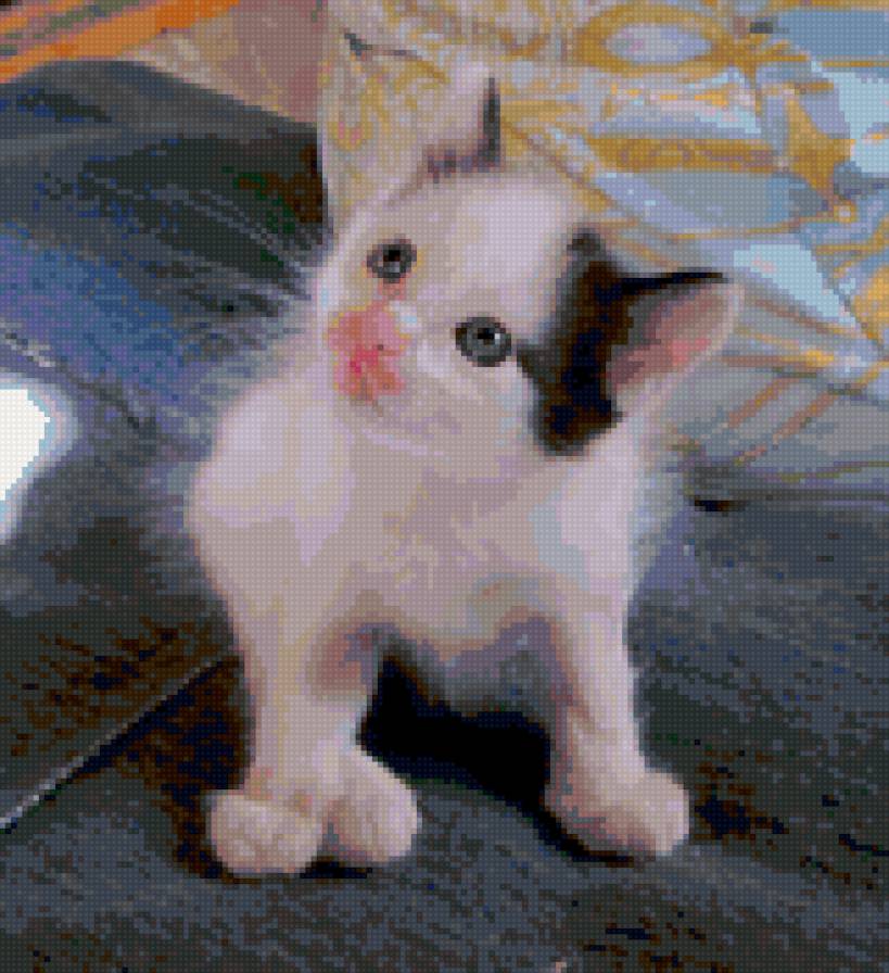 Мурзик - котенок - предпросмотр