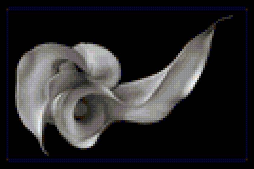 Калла 2 - черный фон, цветы, калла - предпросмотр