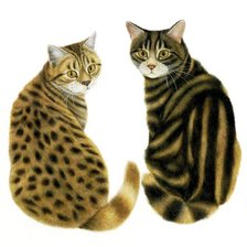 Схема вышивки «Окрас»