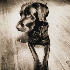 Схема вышивки «собачка»