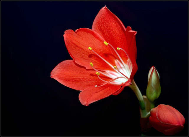 Цветочек аленький - цветок красный - оригинал