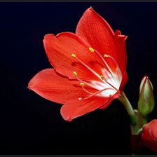 Цветочек аленький